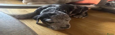Great Dane 4 Baloo