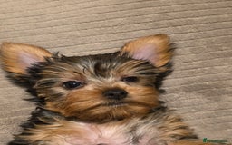 Yorkshire Terrier dogs for sale: 🌸 🐶Adorable Puppies Looking for Homes 🌸 - Image 9