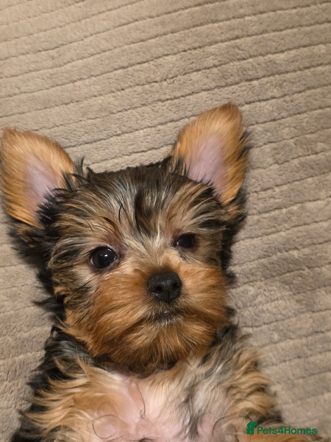 Yorkshire Terrier dogs for sale: 🌸 🐶Adorable Puppies Looking for Homes 🌸 - Image 9