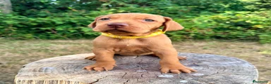 Yellow Collar Girl
