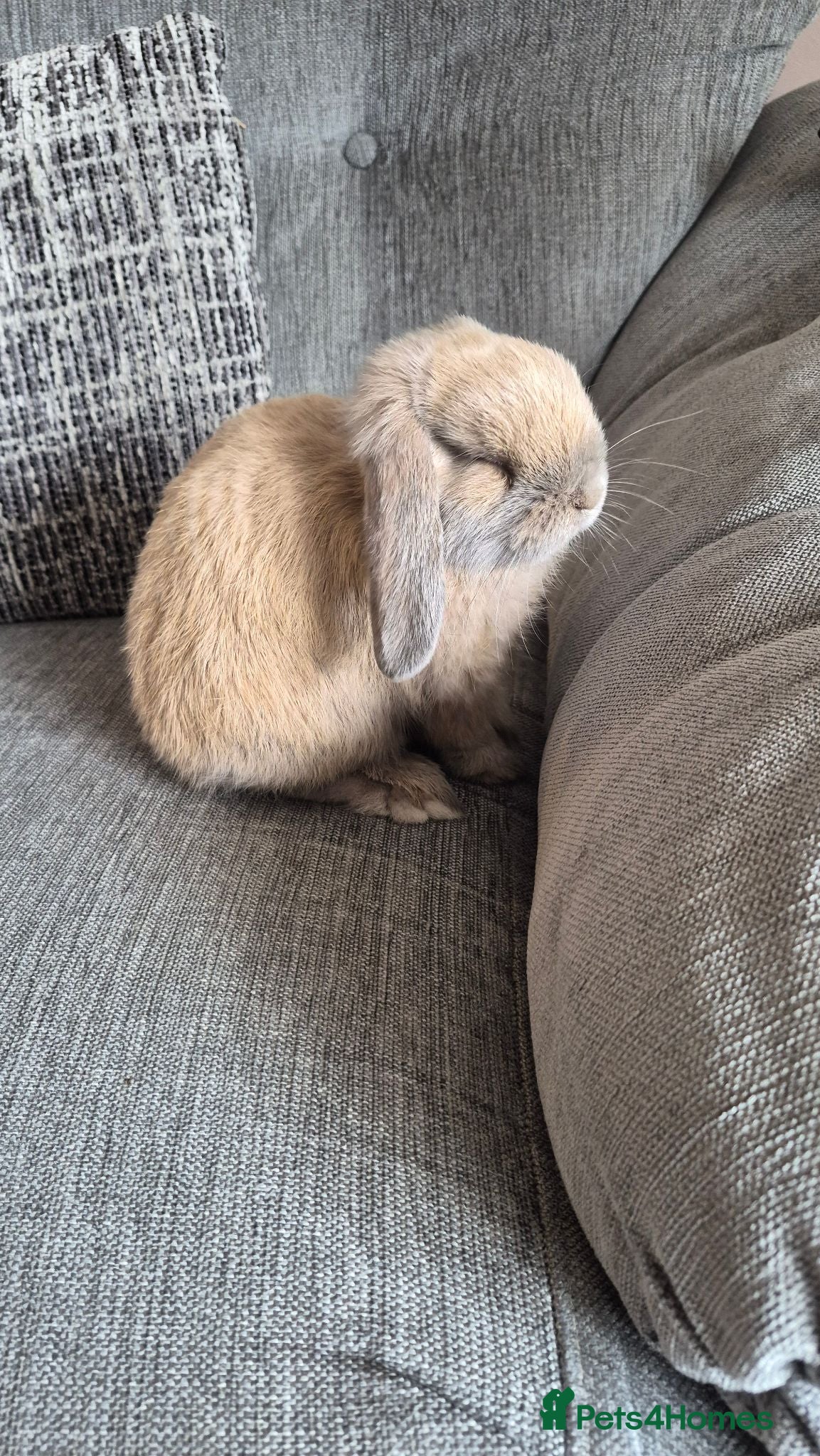 Mini Lop rabbits Mini lops - Advert 8