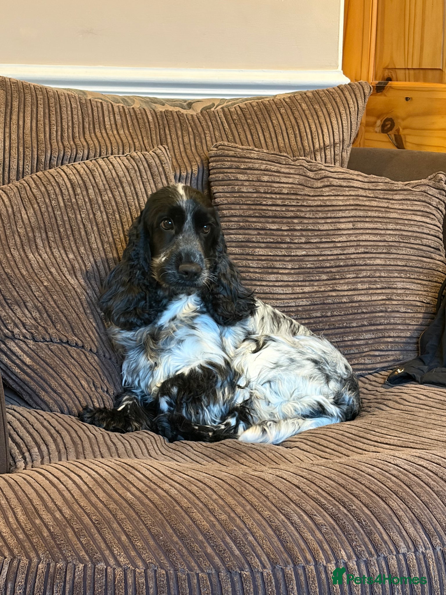 Cocker Spaniel dogs 2 left available Serbia import lines SHOW cockers  - Advert 6