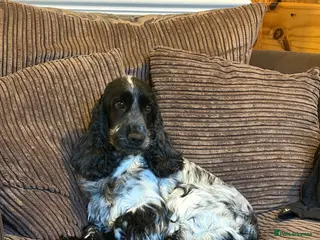 Cocker Spaniel dogs 2 left available Serbia import lines SHOW cockers - Advert 6