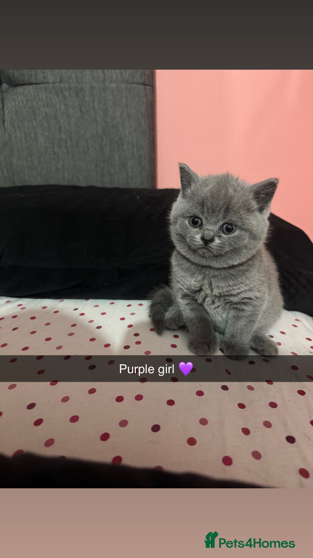 British Shorthair cats for sale: 2 beautiful British shorthair kittens for sale  - Image 3