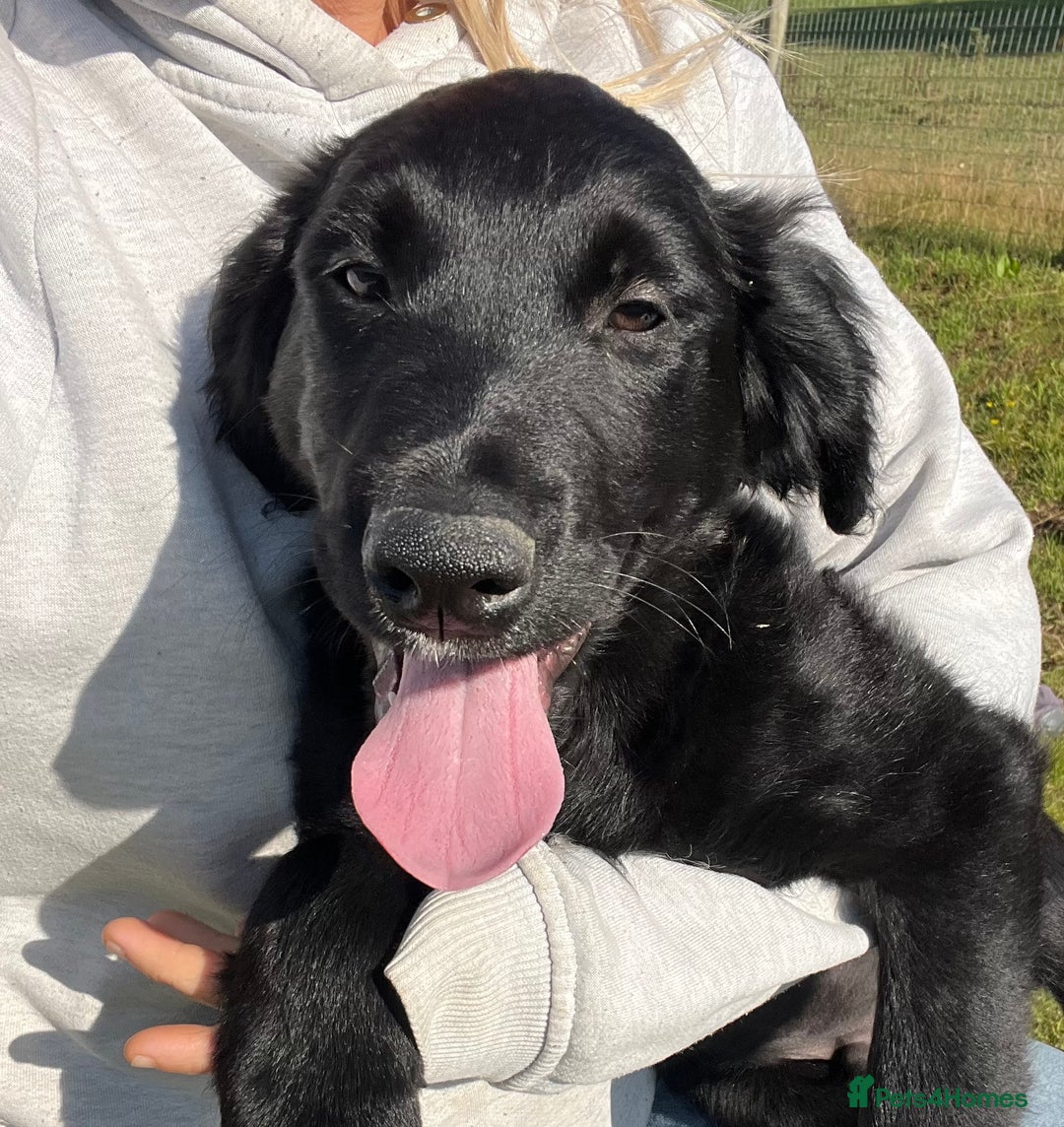 Golden Retriever dogs for sale: Beautiful Golden Retriever x Border Collie Puppies - Image 15