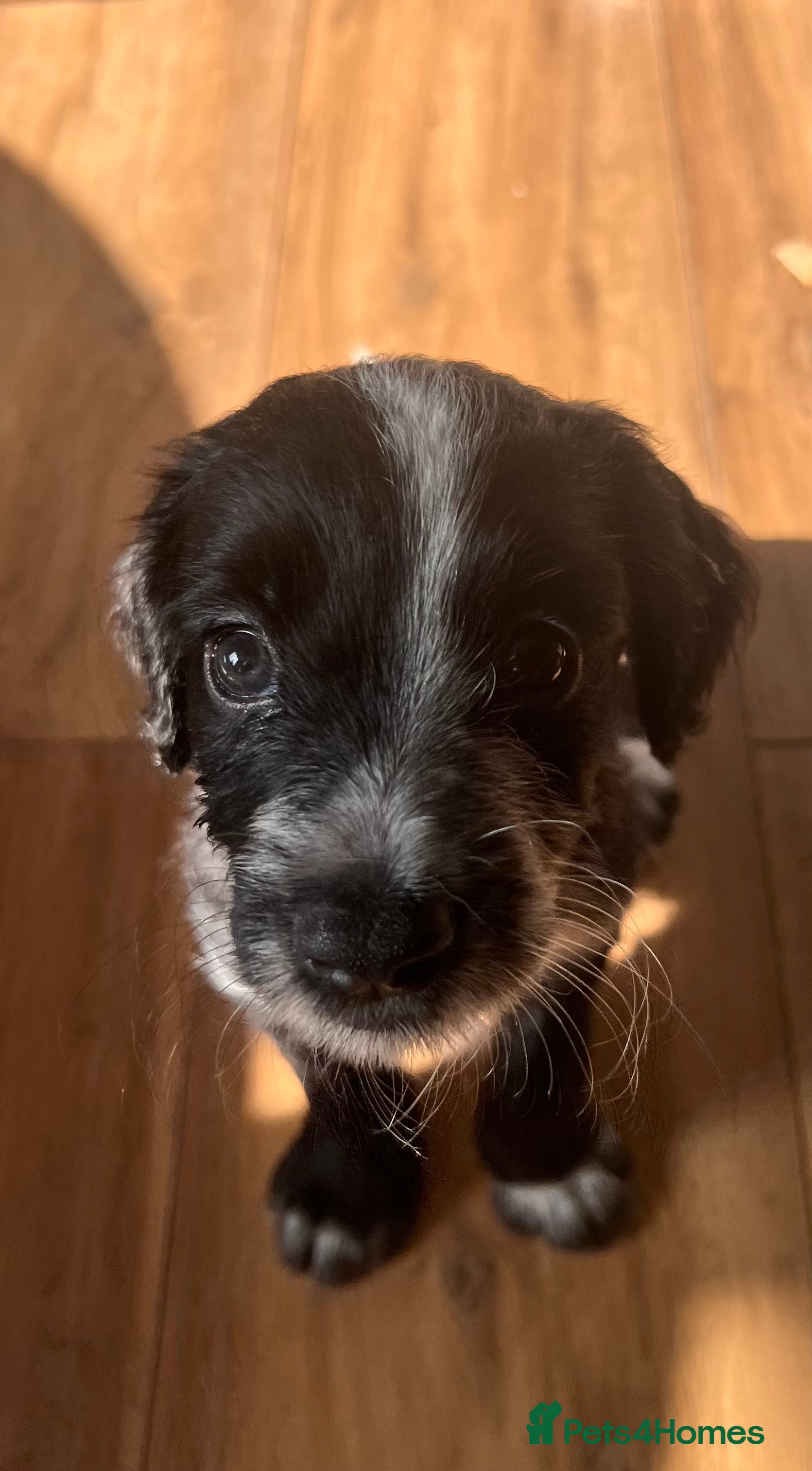 Cockapoo dogs Adorable F1b Cockapoo puppies PRICE REDUCED! £950! - Advert 2