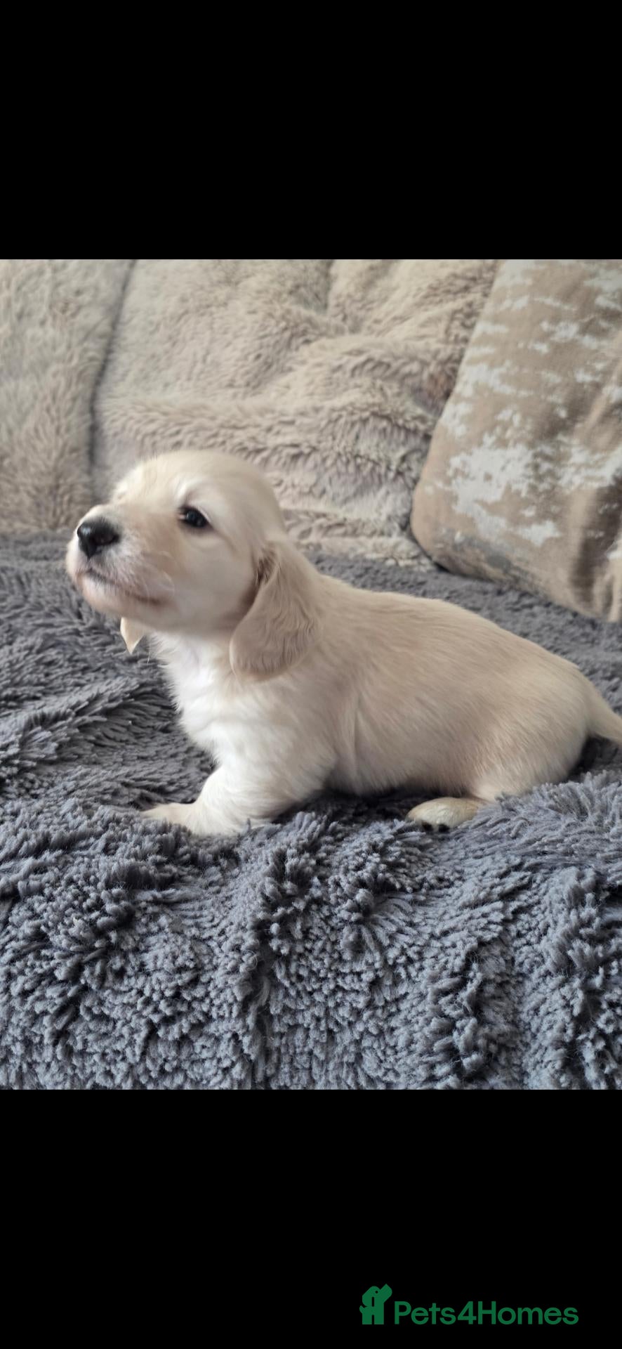 Miniature Dachshund dogs Clear cream miniature long-haired Dachshunds - Advert 2