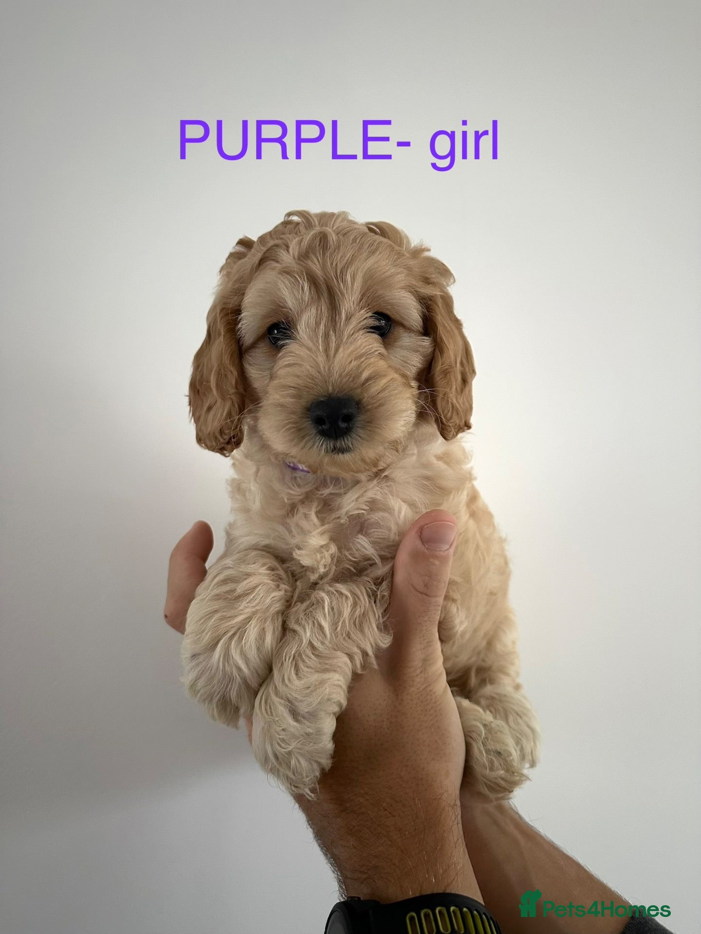 Cockapoo dogs Ready this week! Cockapoos 2 boys and 3 girls - Advert 5