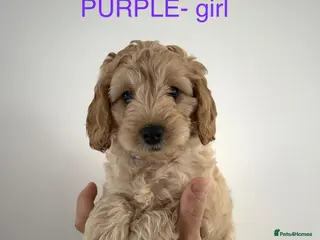 Cockapoo dogs Ready this week! Cockapoos 2 boys and 3 girls - Advert 5