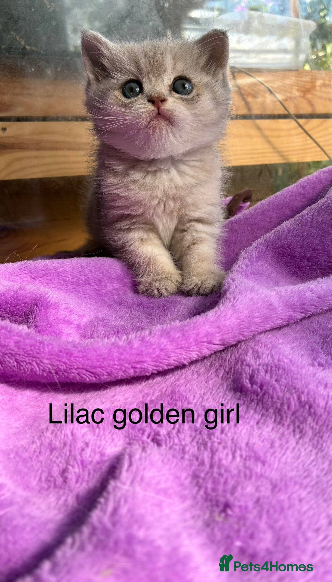 British Shorthair cats Beautiful golden British shorthair  - Advert 2