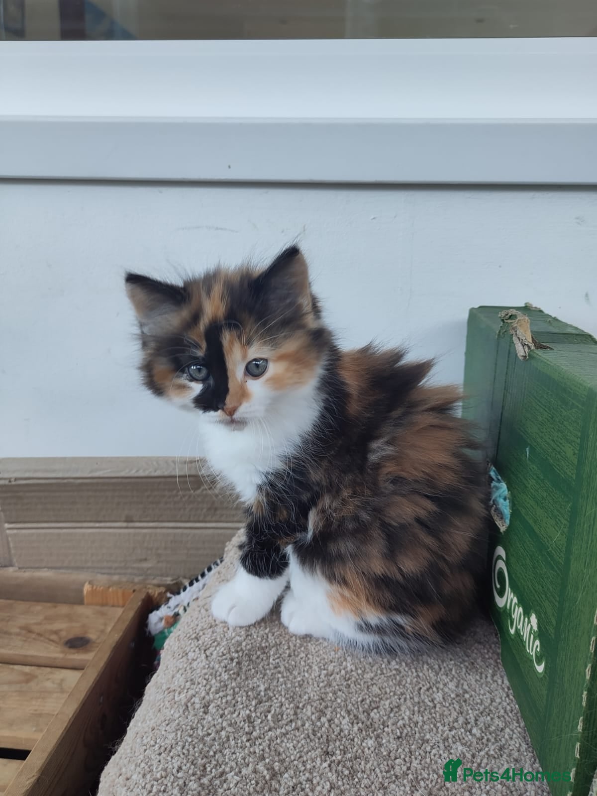 Mixed Breed cats Three home reared kittens available  - Advert 1