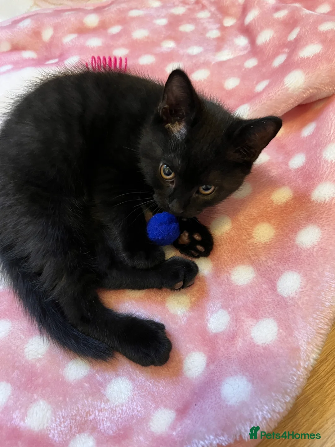 British Shorthair cats for sale: British Shorthair Kittens - Advert 1