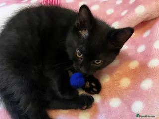 British Shorthair cats British Shorthair Kittens - Advert 3