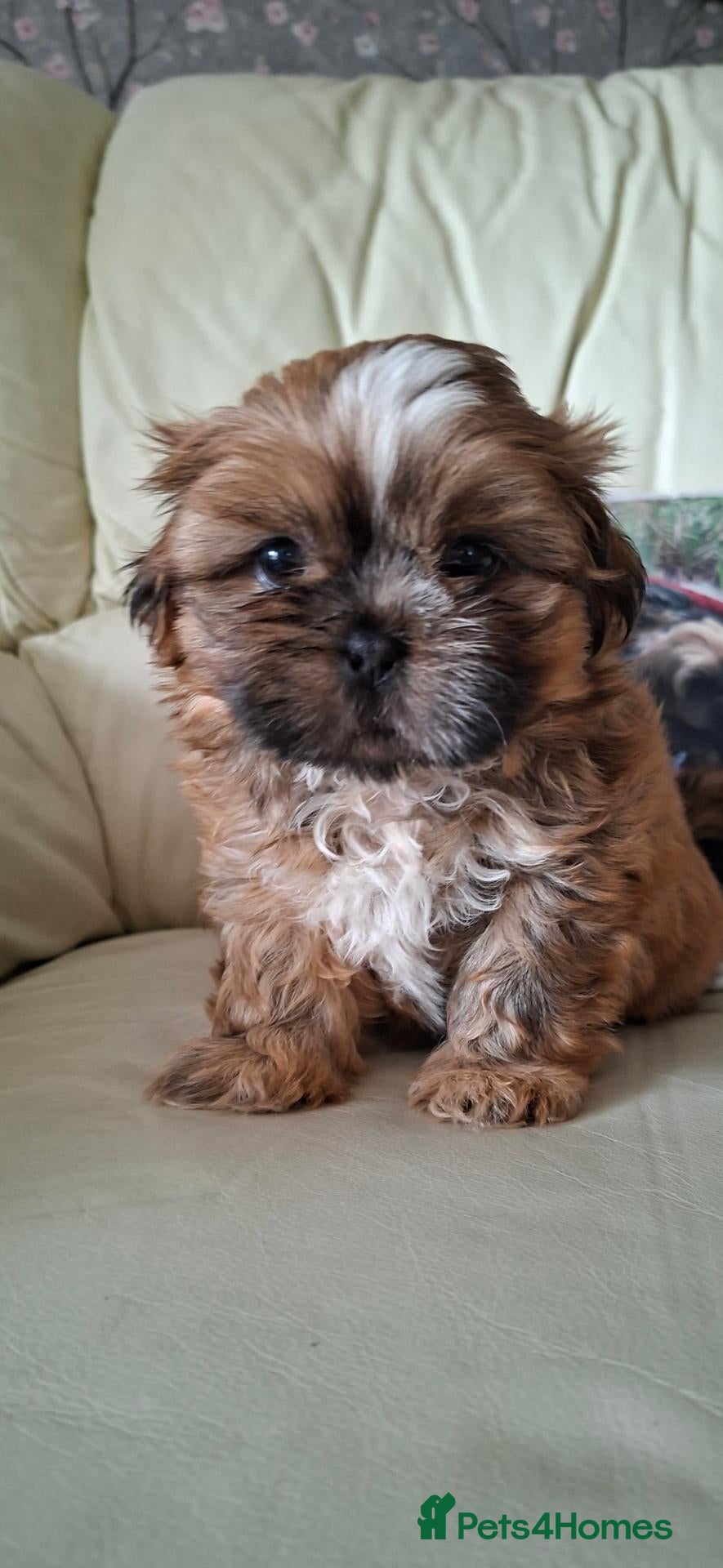 Shih Tzu dogs 5 beautiful KC reg shih Tzu puppies  - Advert 1