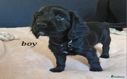 Sprocker dogs for sale: Sprocker puppies  - Image 17