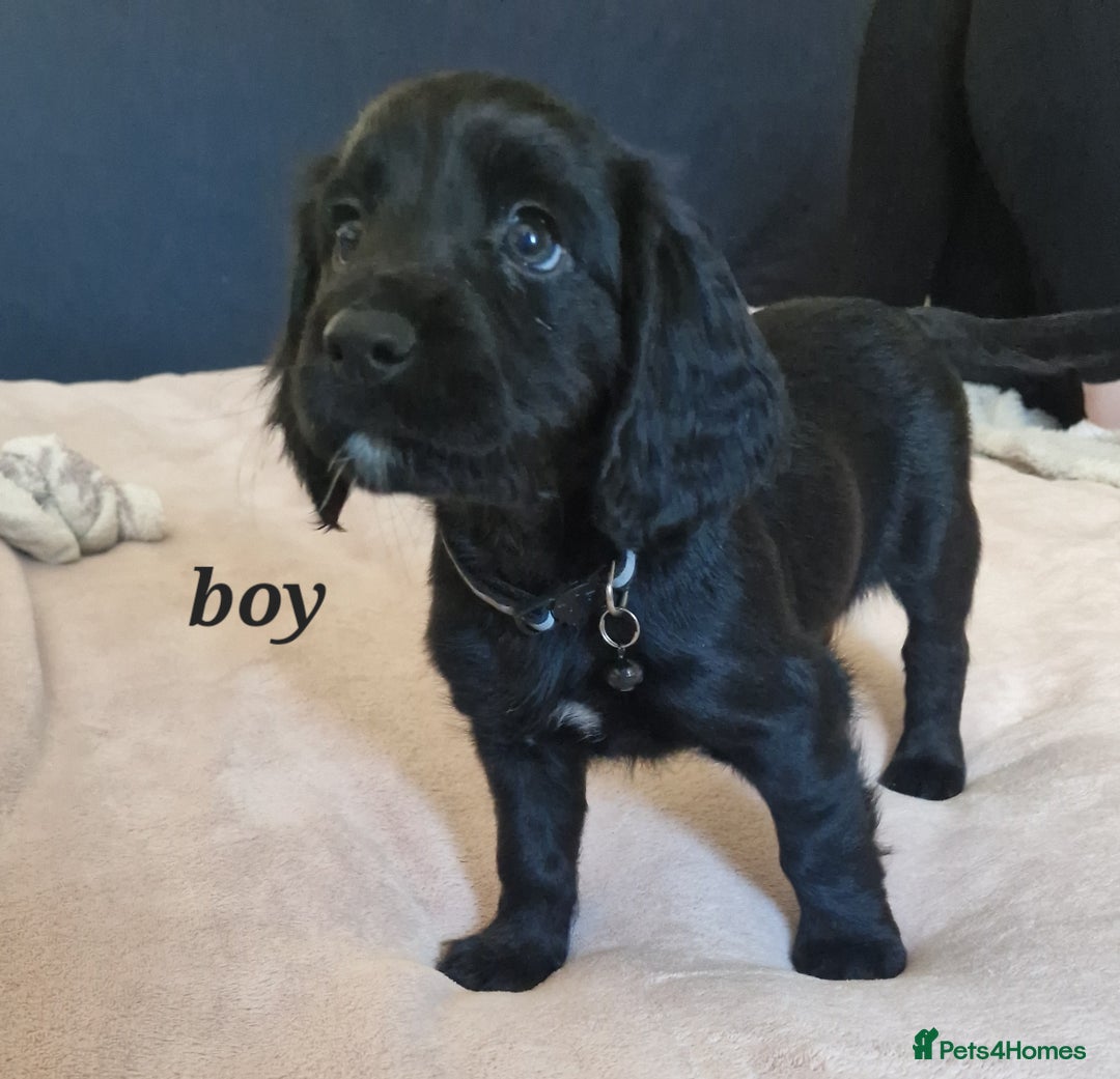 Sprocker dogs for sale: Sprocker puppies  - Image 17