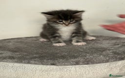 Maine Coon cats for sale: Stunning mainecoon kittens for sale.  - Image 3
