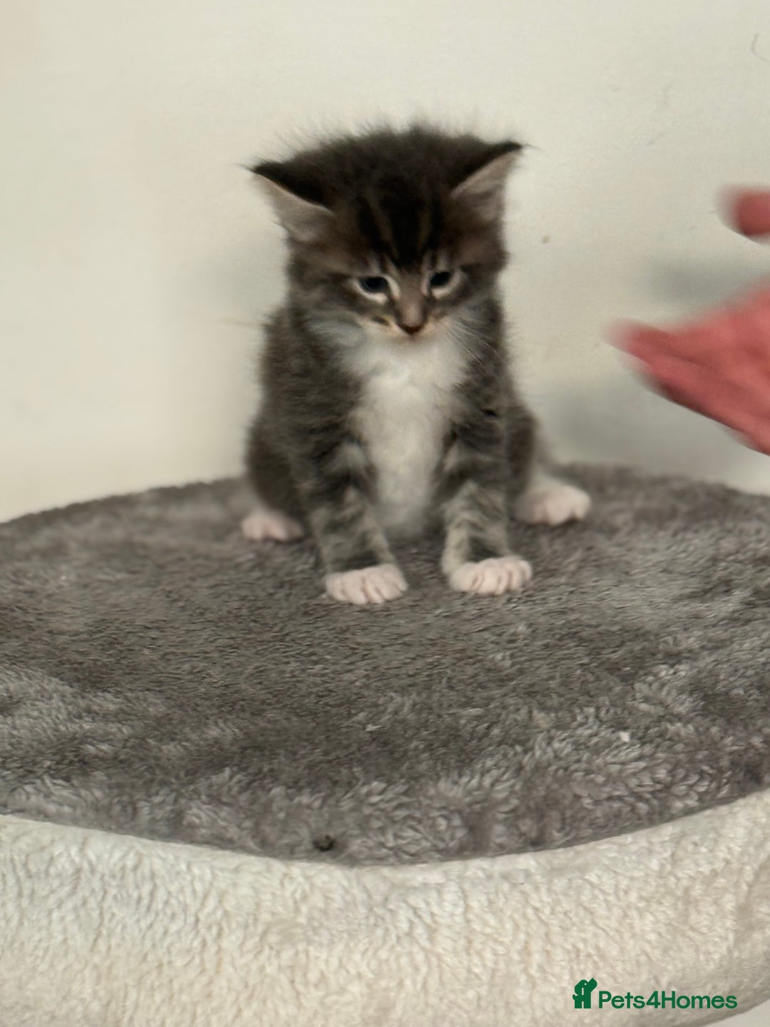 Maine Coon cats for sale: Stunning mainecoon kittens for sale.  - Image 3