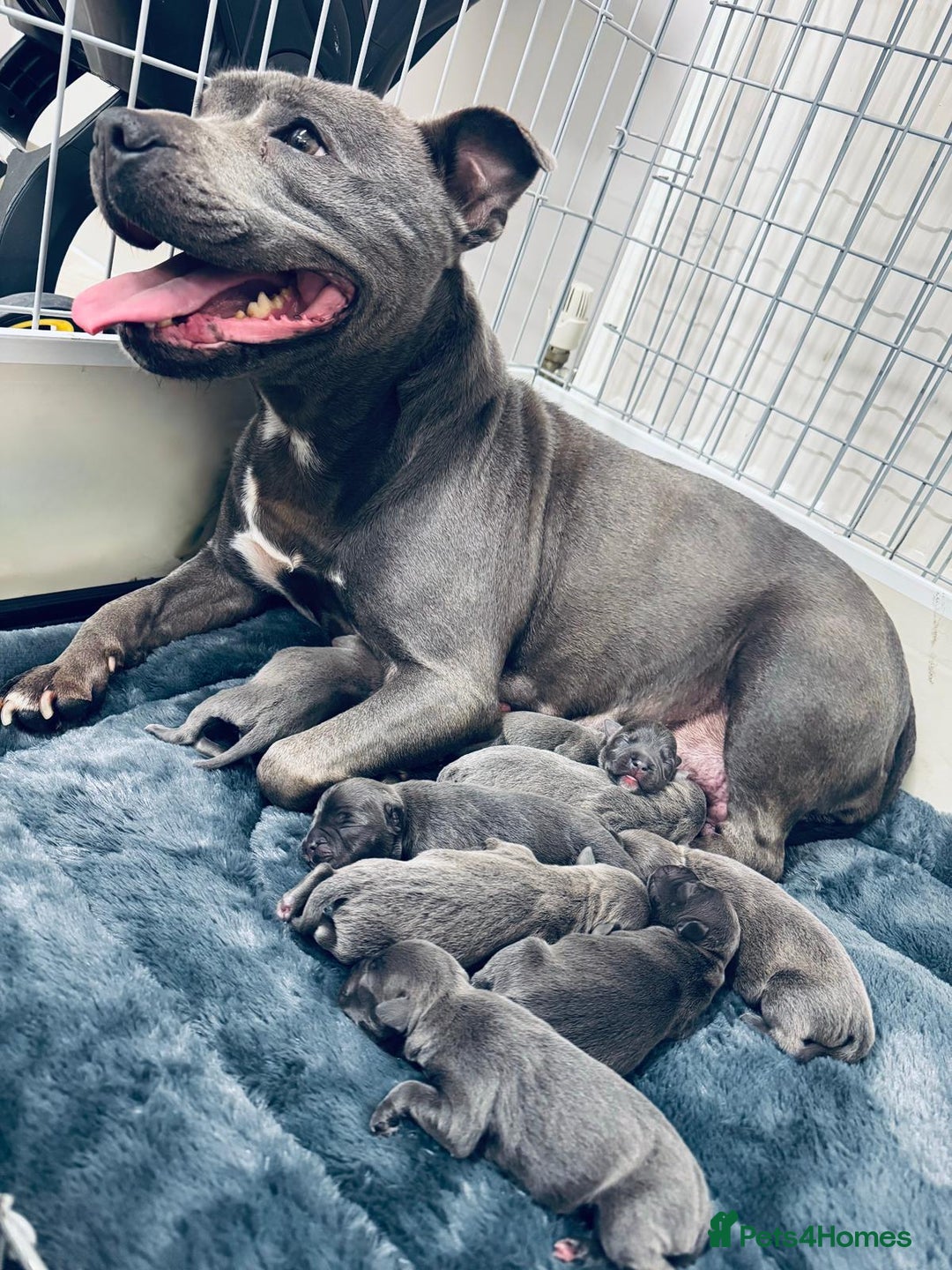 Staffordshire Bull Terrier dogs for sale:  KC Registered Staffordshire Bull Terrier Puppies - Advert 2