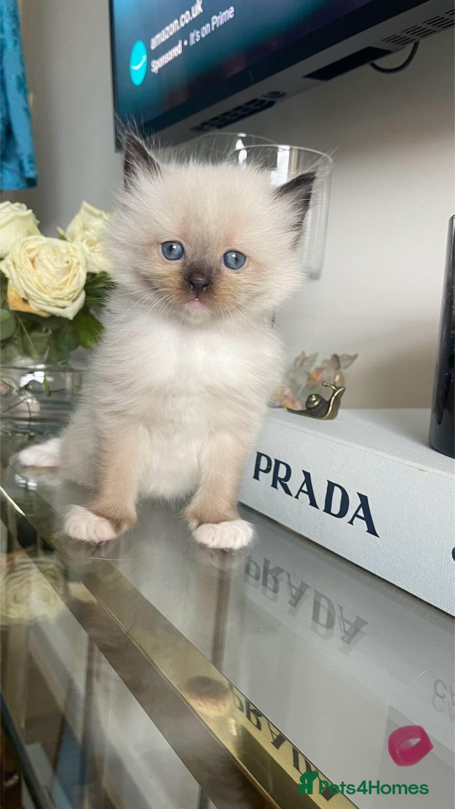 Ragdoll cats bicolour ragdoll kittens - Advert 4