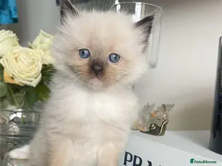Ragdoll cats bicolour ragdoll kittens - Advert 4