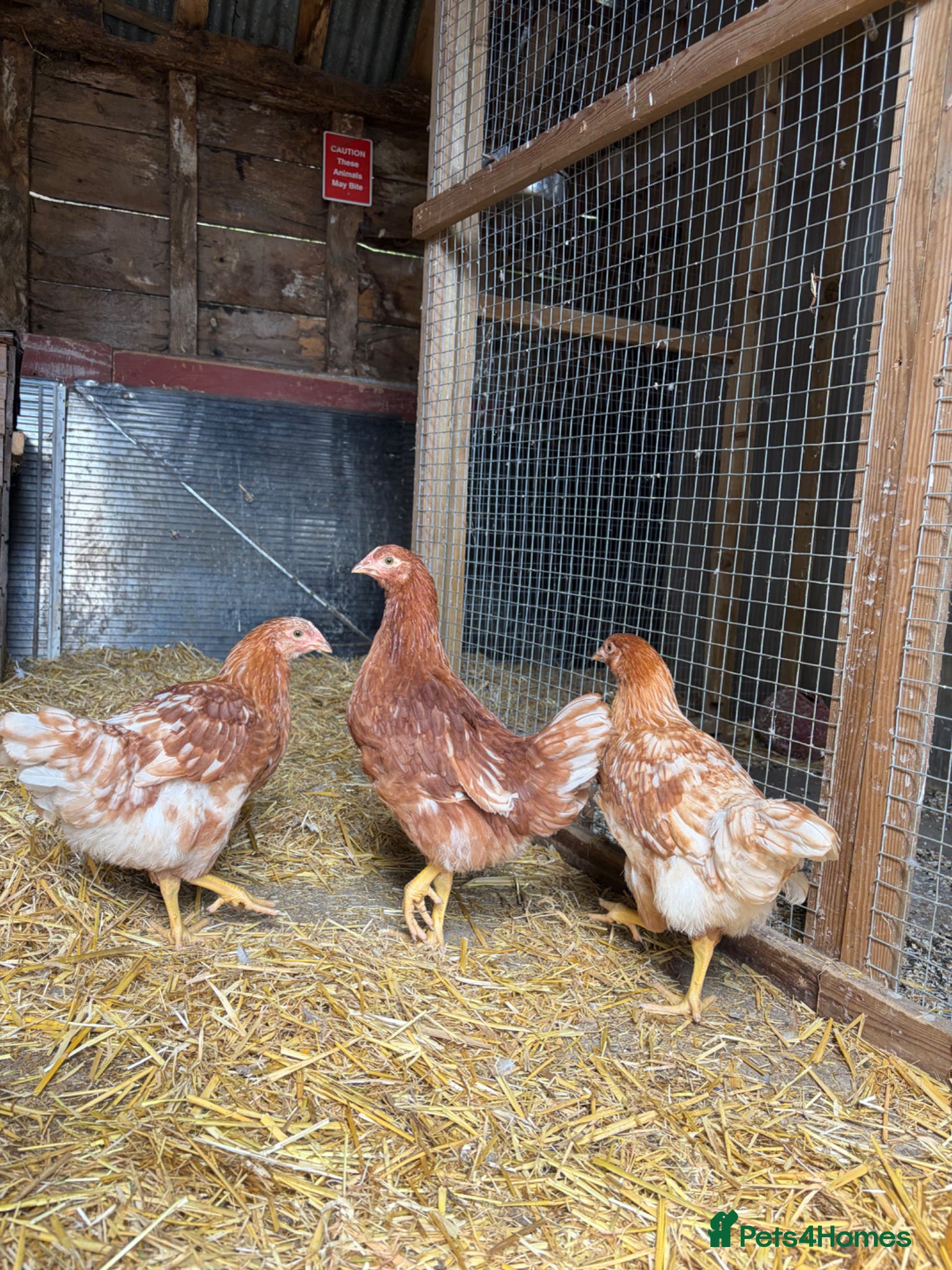 Chickens poultry for sale: 3 Beautiful Isa Brown Pullets - Advert 1