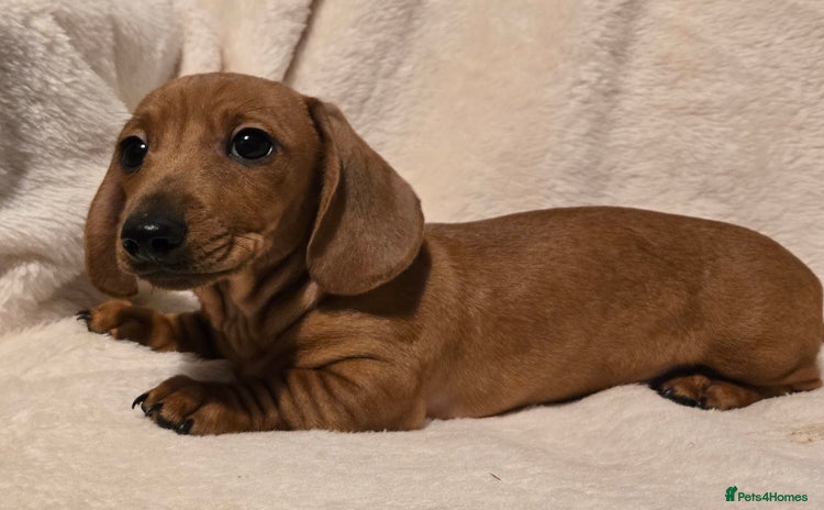Miniature Dachshund dogs - Advert 7