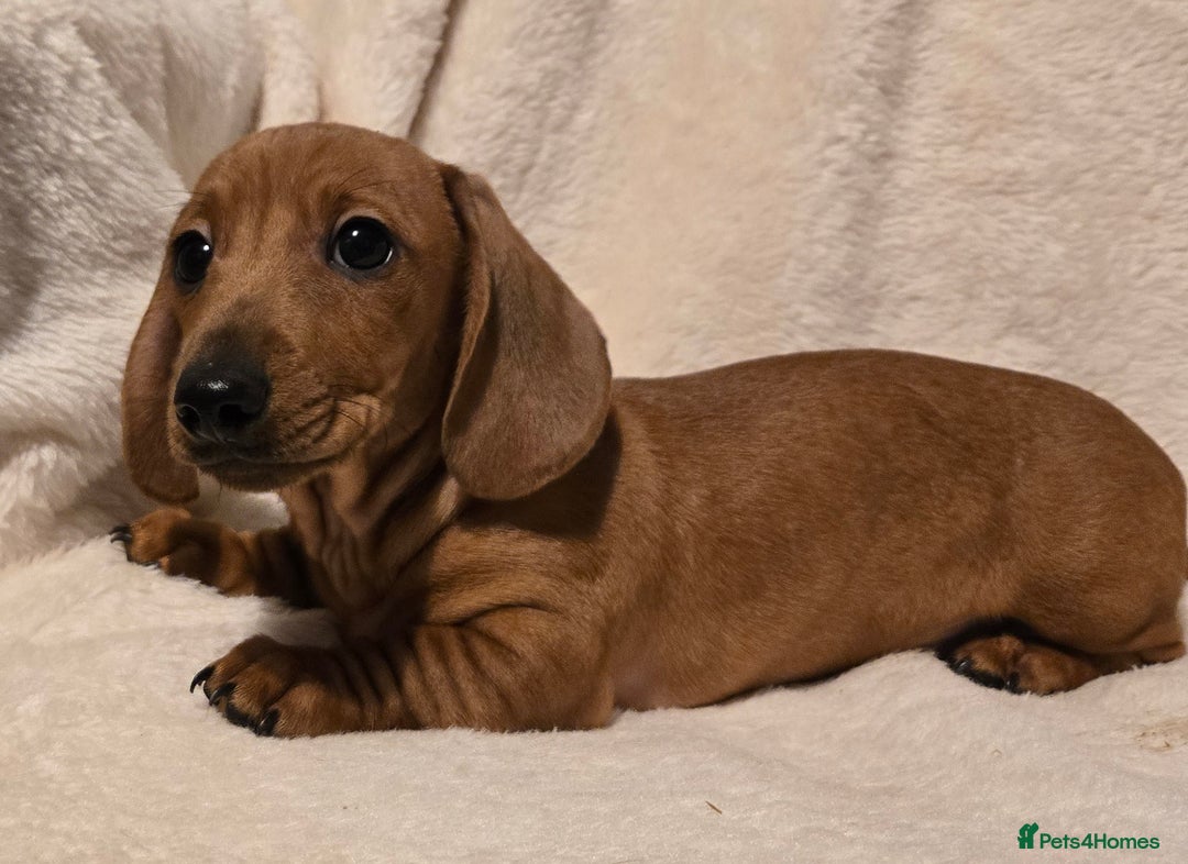 Miniature Dachshund dogs for sale: Ready Now super litter of Dashund puppies - Image 4