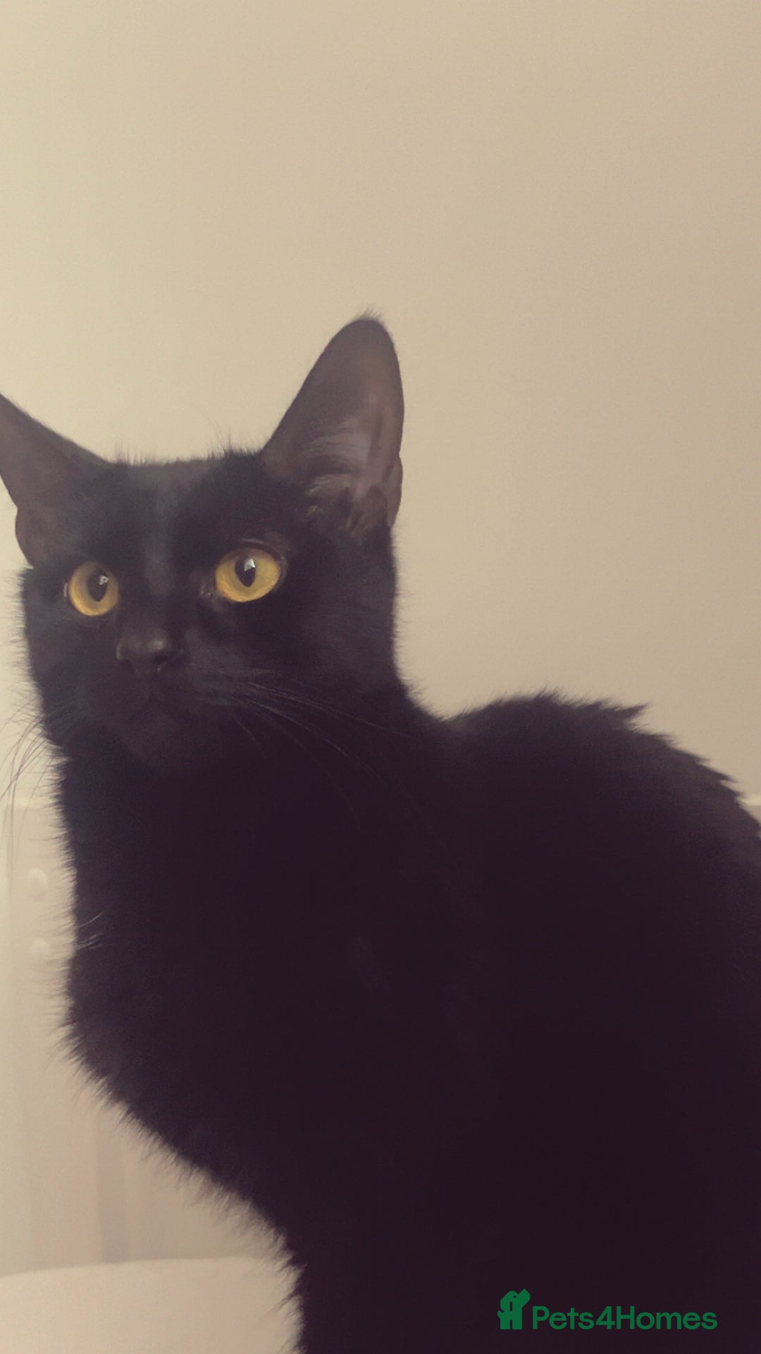 Domestic Shorthair cats for sale: Tallulah  - Image 5