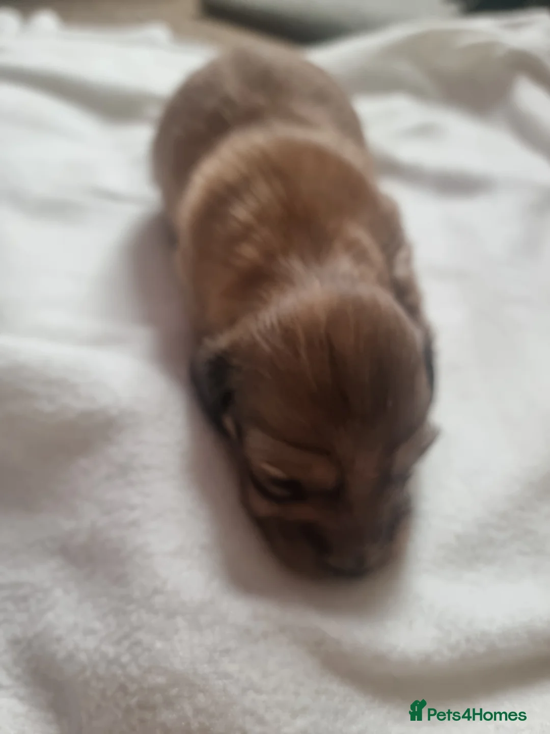 Dachshund dogs for sale: Kc long haired mini cream dashounds boys - Advert 11