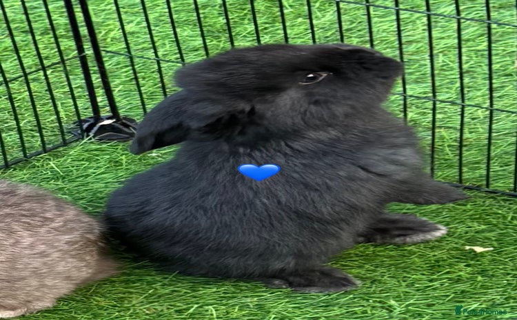 French Lop rabbits Pure French lops - Advert 18