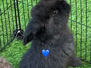 French Lop rabbits Pure French lops - Advert 18