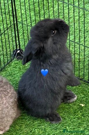 French Lop rabbits Pure French lops - Advert 18