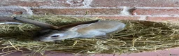 Rex rabbits for sale: Mini Rex Bucks  in Lincoln - Advert 10