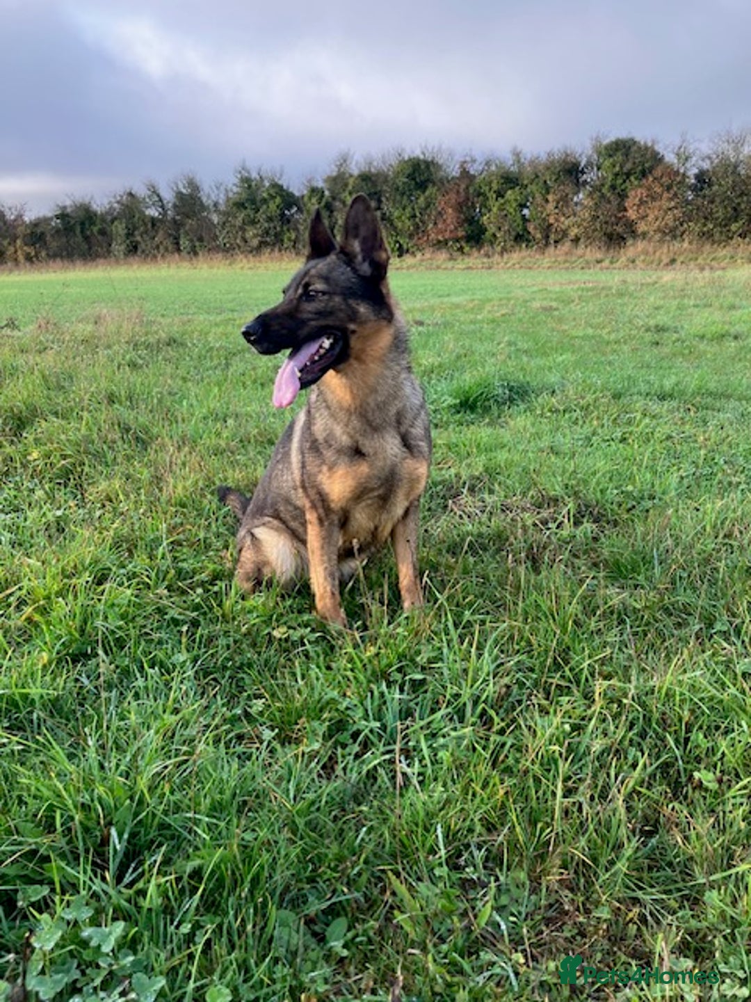 German Shepherd dogs for sale: German Shepherd Adult Female - Advert 1