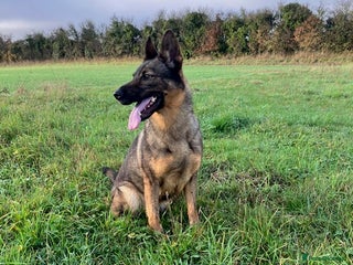 German Shepherd dogs German Shepherd Adult Female - Advert 1