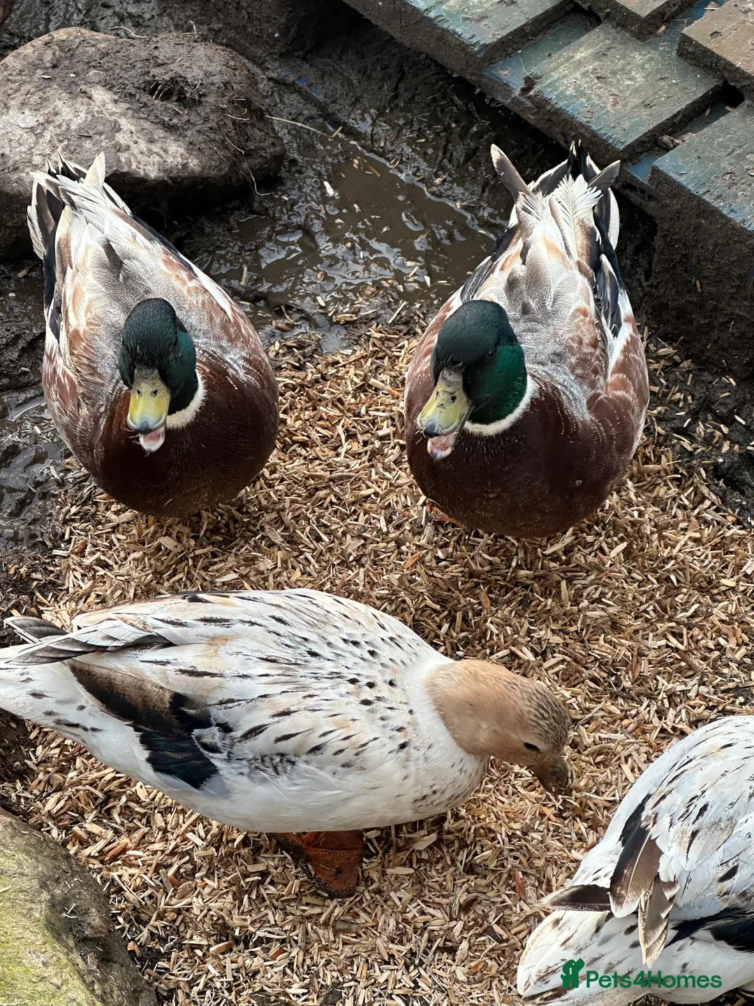 Ducks poultry for sale: Boy Call Ducks  in Keith - Advert 4
