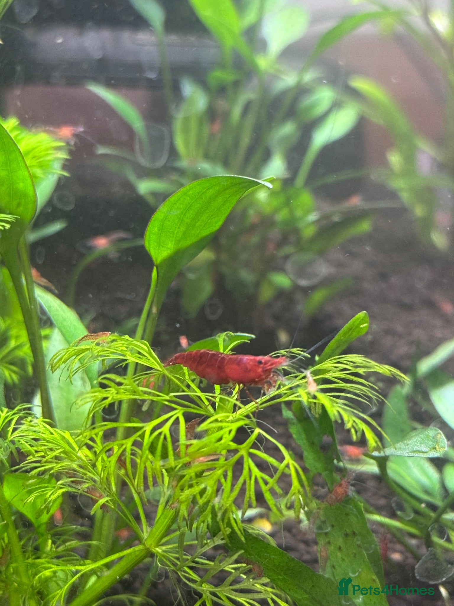Shrimps fish CHERRY SHRIMP!! £2 EACH!! 6 for £10!! - Advert 2