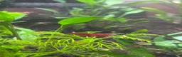 Shrimps fish for sale: CHERRY SHRIMP!! £2 EACH!! 6 for £10!! in Carshalton - Advert 1