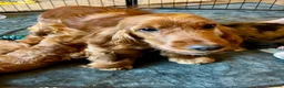 Cockapoo dogs for sale: F1 Cockapoos  - Advert 1