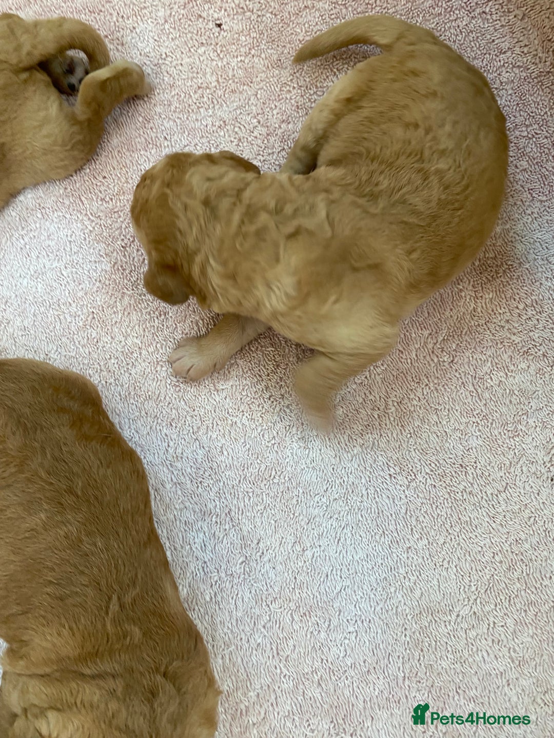 Labradoodle dogs for sale: F1 Red Miniature Labradoodles  - Advert 34