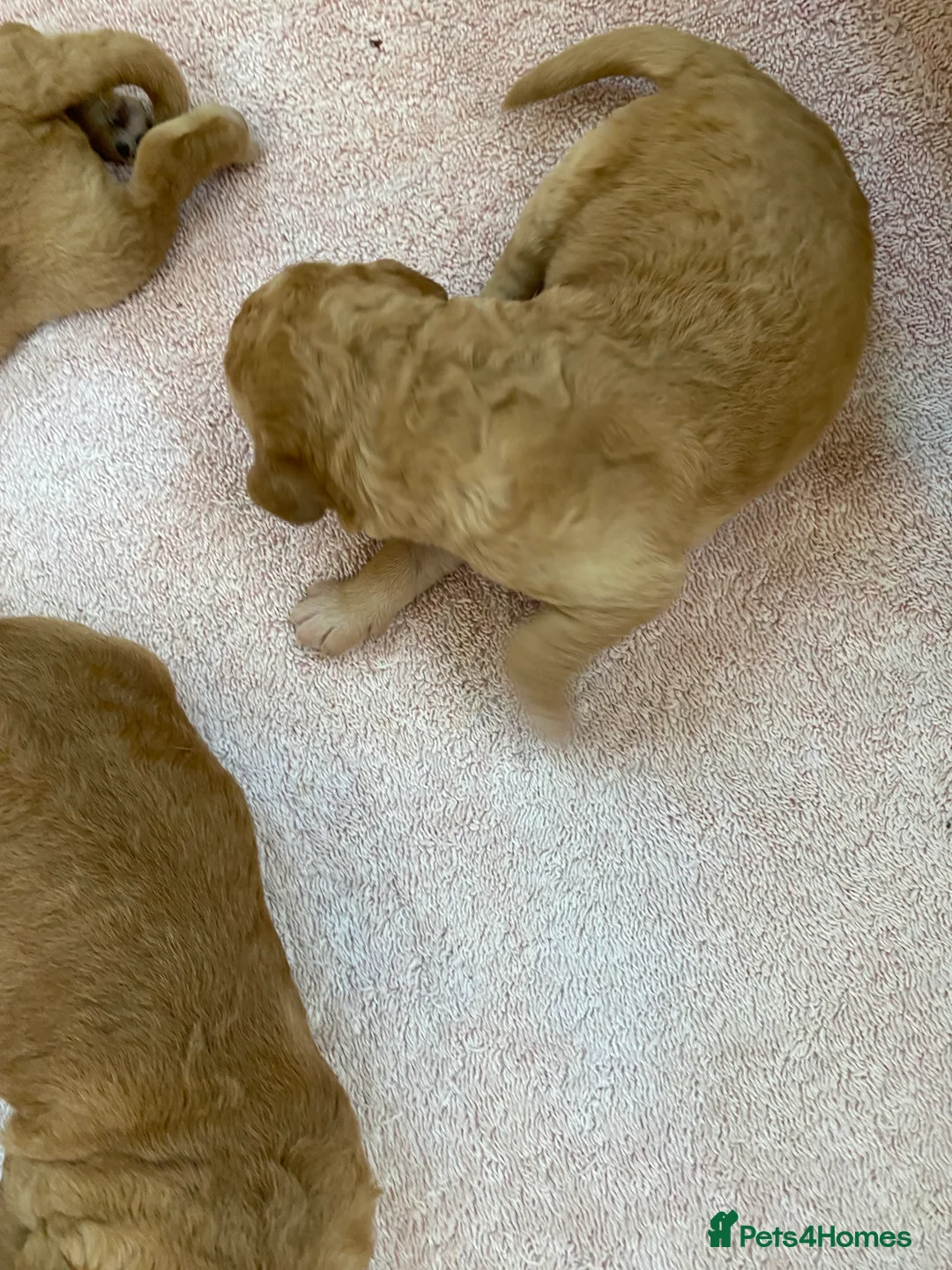 Labradoodle dogs for sale: F1 Red Miniature Labradoodles  - Advert 34