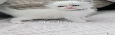 Ragdoll 3