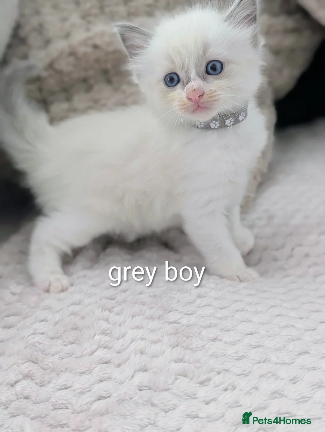 Ragdoll cats for sale: 5 Beautiful Ragdoll Kittens - Advert 13