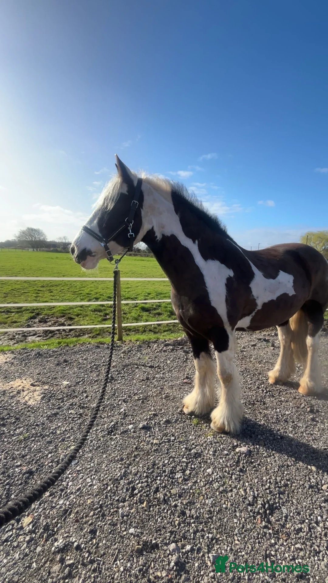 Irish Cob horses for sale: Connie - 12 Year Old Cob Mare for Sale in Prescot - Advert 2
