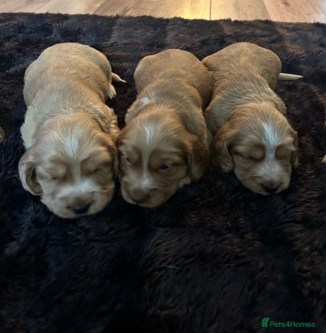 Sprocker dogs for sale: Sprocker Puppies For Sale  - Advert 4