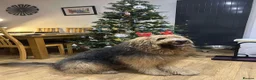 Mixed Breed dogs for sale: Fabulous Shepadoodles 2 stunning girls  - Advert 19