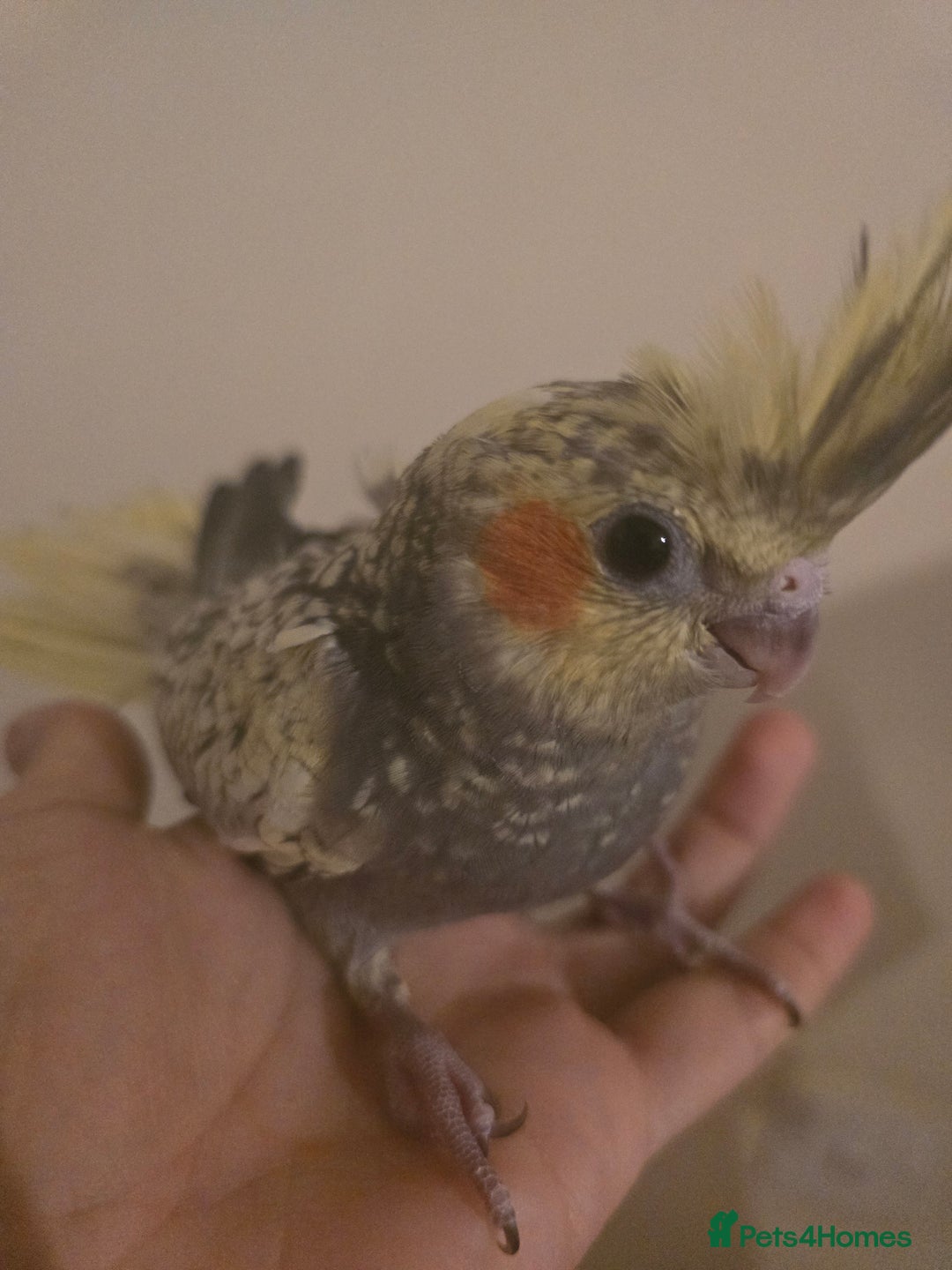 Cockatiels birds for sale: Young cockatiels for sale - Image 5