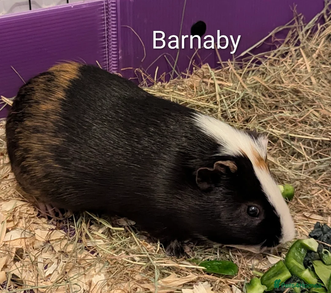 Guinea Pig rodents for sale: Guinea pigs looking for a home  - Advert 3