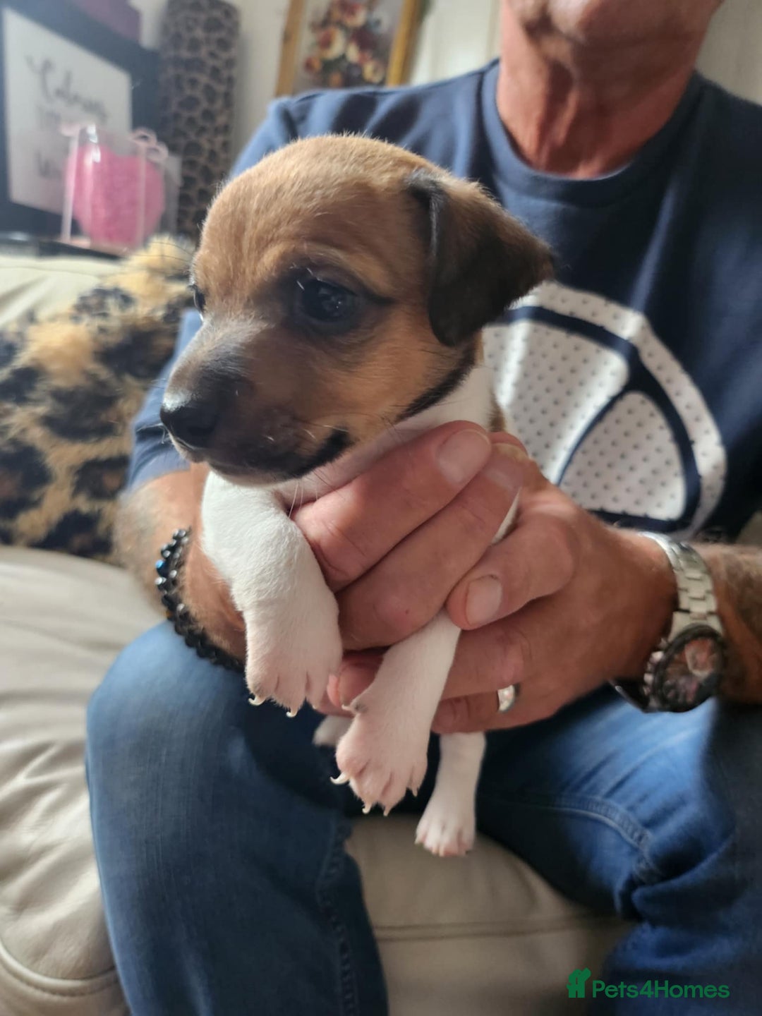 Jack Russell dogs for sale: 4 Beautiful Jack Russell puppies for sale - Image 7